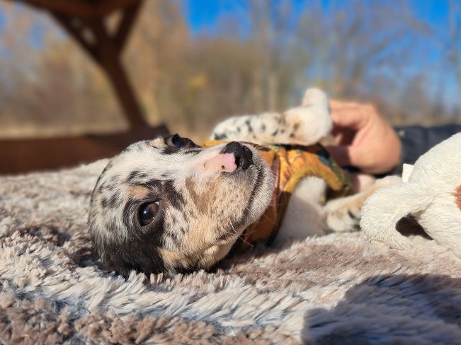 pfotenretterungarn Mathilda (9)