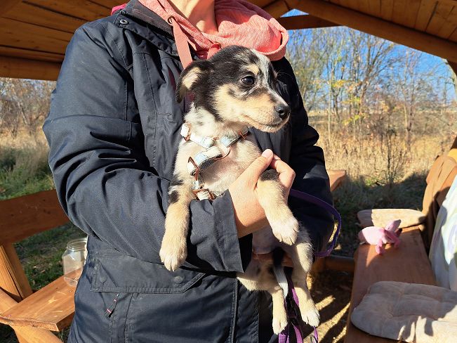 pfotenretterungarn Neil (10)