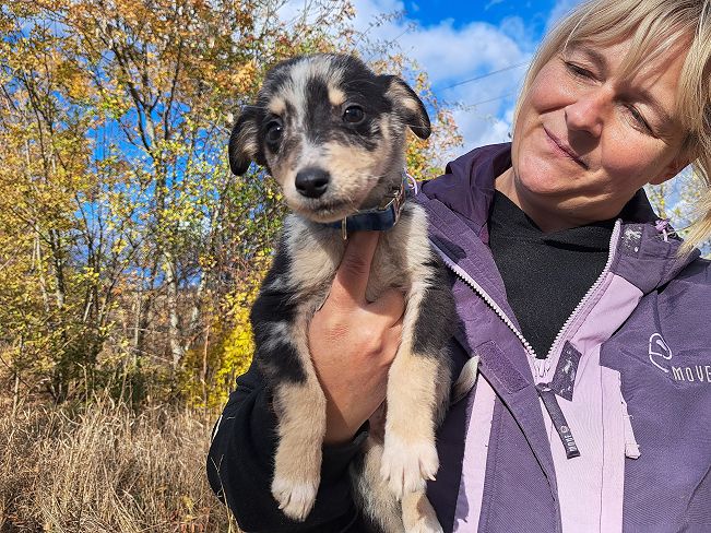 pfotenretterungarn Neil (11)