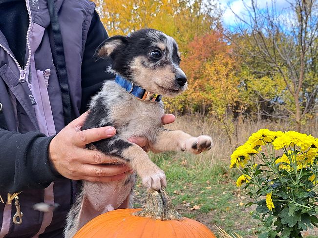 pfotenretterungarn Neil (12)