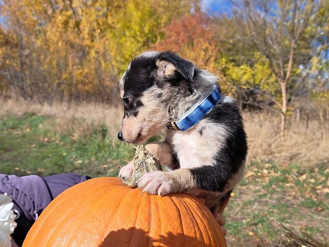 pfotenretterungarn Neil (13)