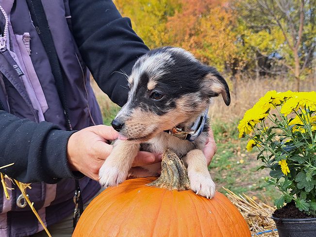 pfotenretterungarn Neil (14)