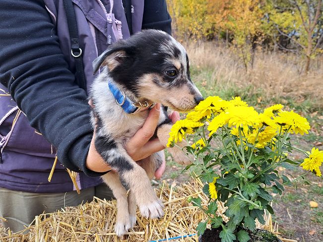 pfotenretterungarn Neil (15)