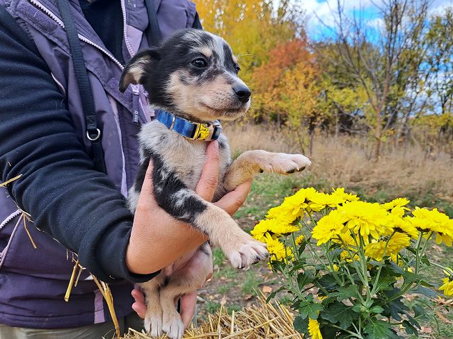 pfotenretterungarn Neil (16)