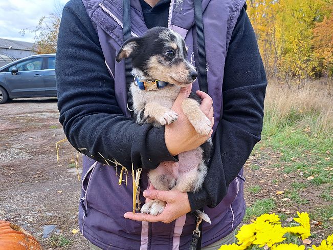 pfotenretterungarn Neil (17)