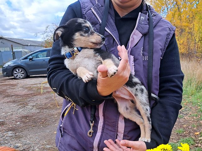 pfotenretterungarn Neil (18)