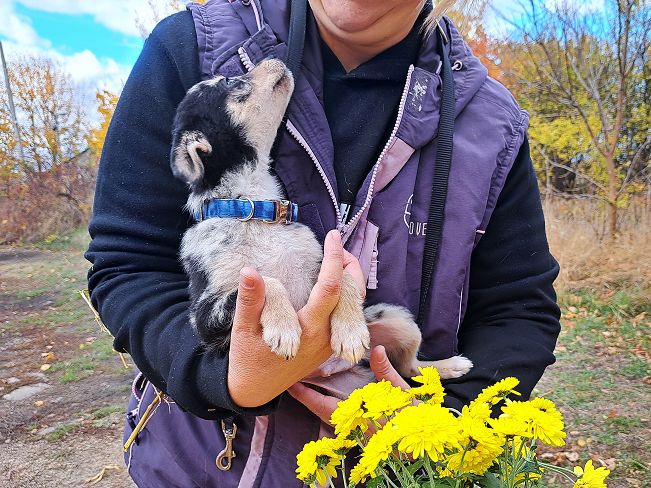 pfotenretterungarn Neil (19)