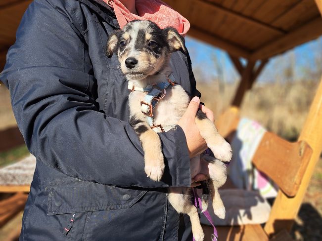 pfotenretterungarn Neil (2)