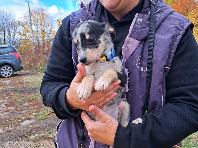 pfotenretterungarn Neil (20)