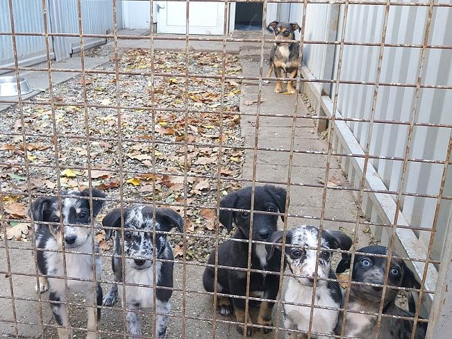 pfotenretterungarn Neil (22)