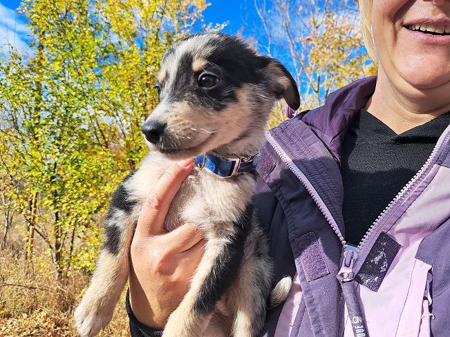 pfotenretterungarn Neil (3)