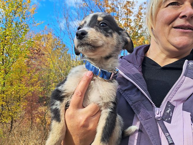 pfotenretterungarn Neil (4)