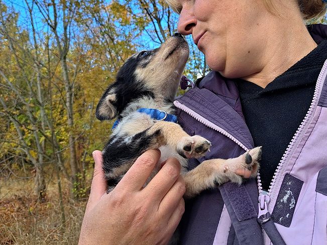 pfotenretterungarn Neil (5)