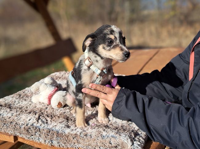 pfotenretterungarn Neil (6)