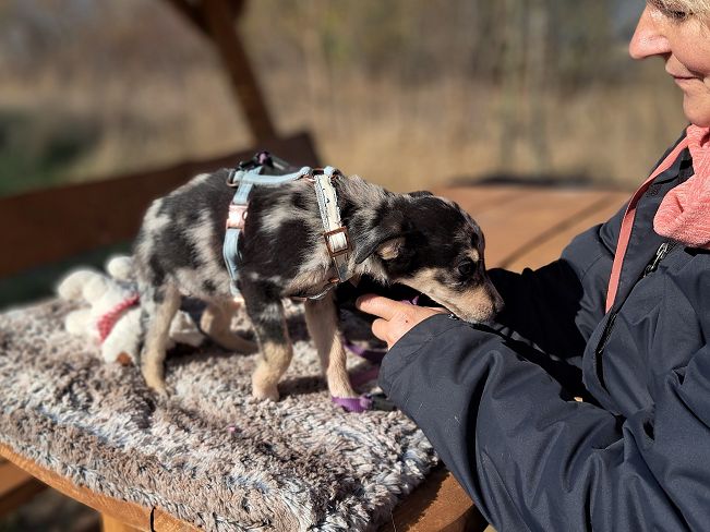 pfotenretterungarn Neil (7)