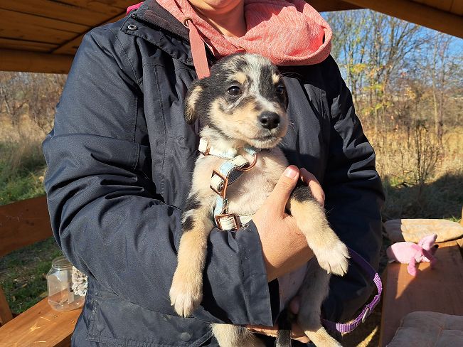 pfotenretterungarn Neil (9)