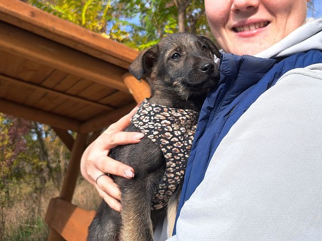 pfotenretterungarn Rigatoni (8)