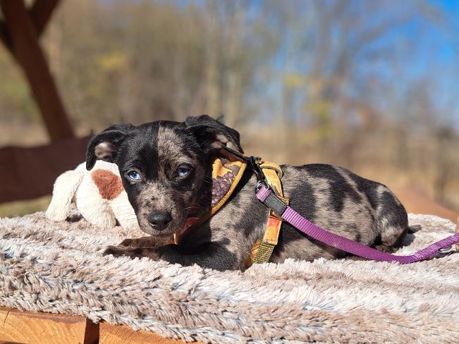 pfotenretterungarn Stacie (10)