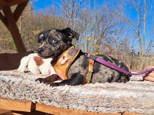 pfotenretterungarn Stacie (11)