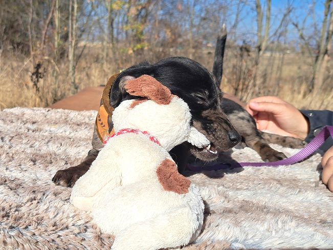 pfotenretterungarn Stacie (12)