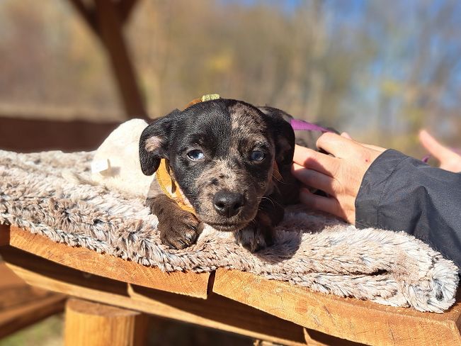 pfotenretterungarn Stacie (13)