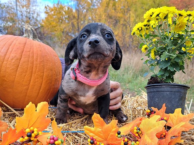 pfotenretterungarn Stacie (2)