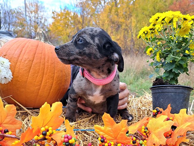 pfotenretterungarn Stacie (3)