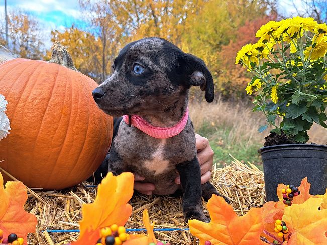 pfotenretterungarn Stacie (4)