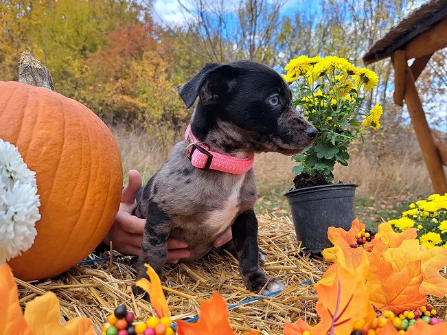 pfotenretterungarn Stacie (5)