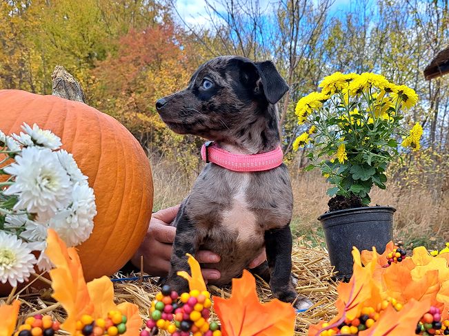 pfotenretterungarn Stacie (6)