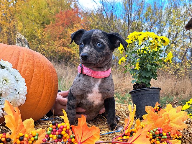 pfotenretterungarn Stacie (7)