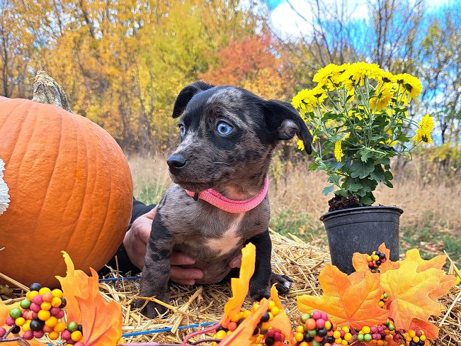 pfotenretterungarn Stacie (8)