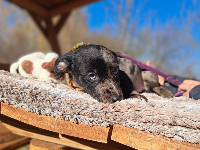 pfotenretterungarn Stacie (9)