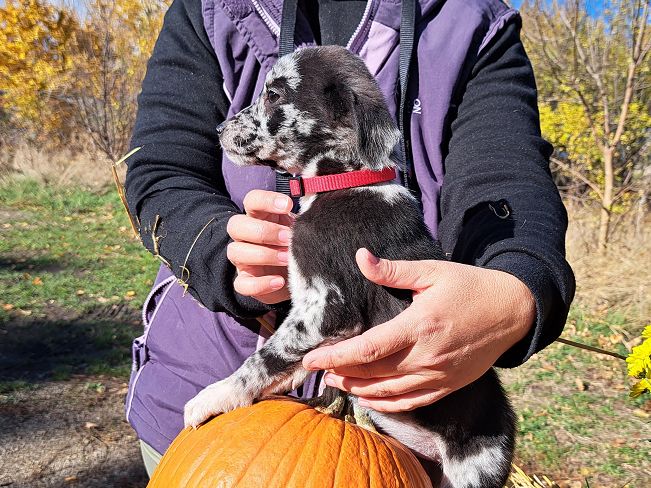 pfotenrettungarn Billie (10)