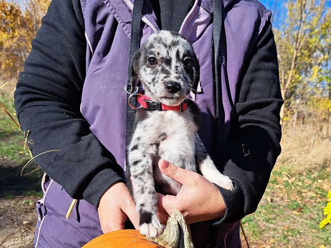 pfotenrettungarn Billie (11)