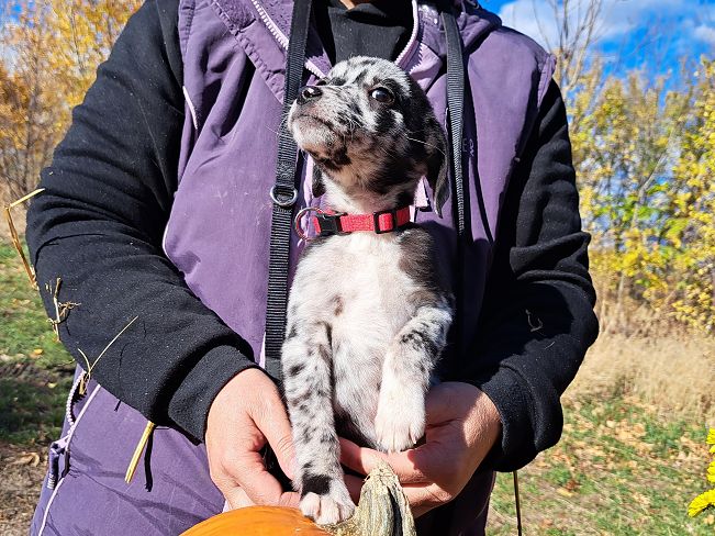 pfotenrettungarn Billie (12)