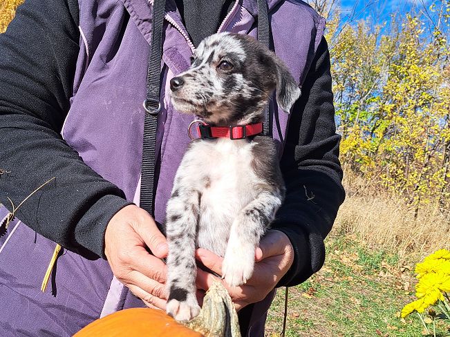 pfotenrettungarn Billie (13)