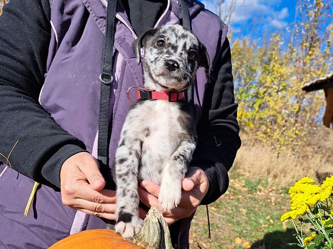 pfotenrettungarn Billie (14)