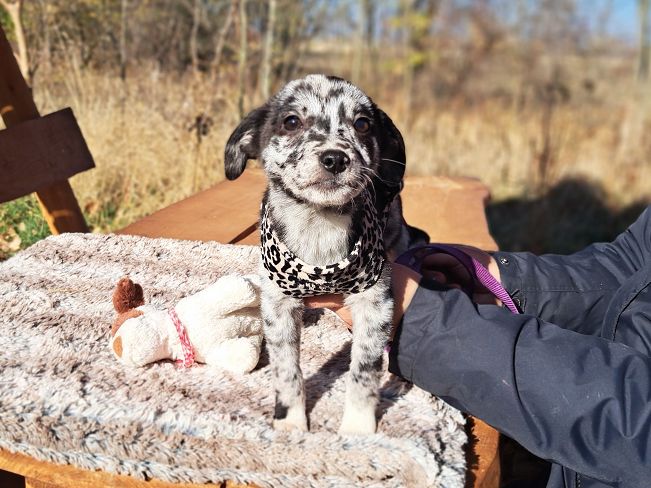 pfotenrettungarn Billie (15)