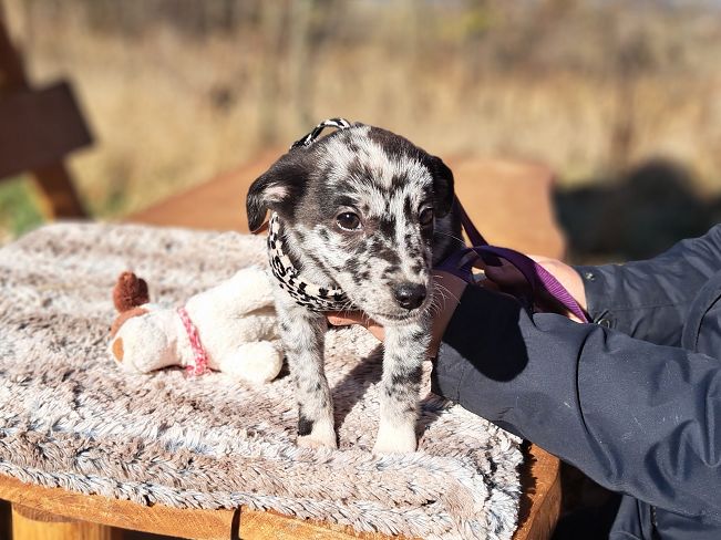 pfotenrettungarn Billie (16)