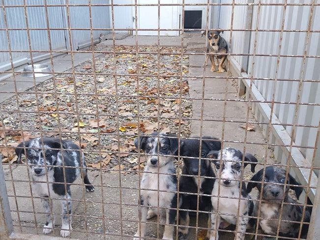 pfotenrettungarn Billie (17)