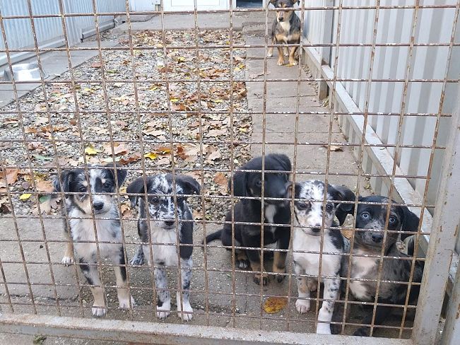 pfotenrettungarn Billie (19)