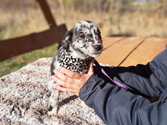 pfotenrettungarn Billie (2)