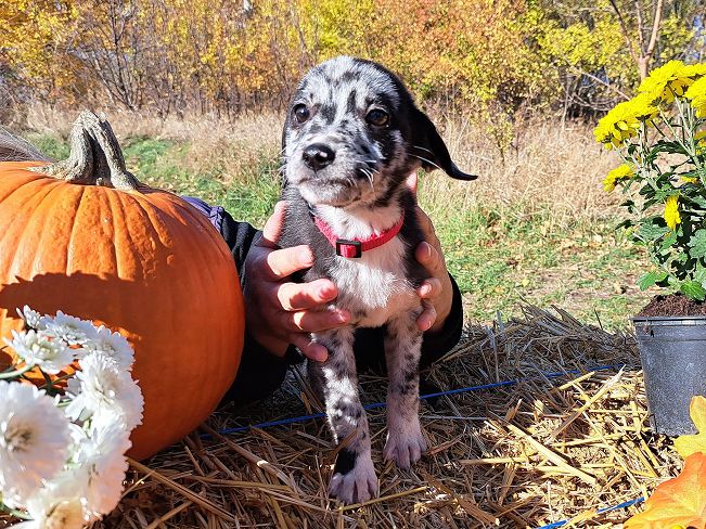 pfotenrettungarn Billie (3)