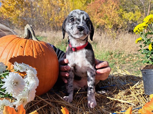 pfotenrettungarn Billie (4)