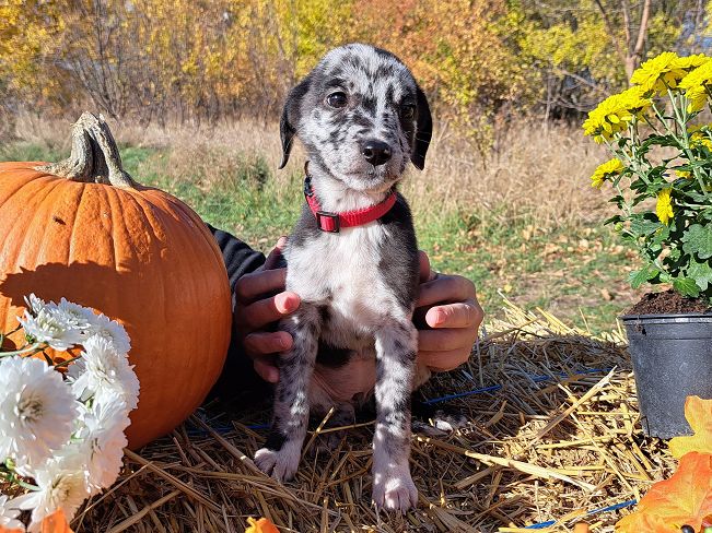 pfotenrettungarn Billie (5)