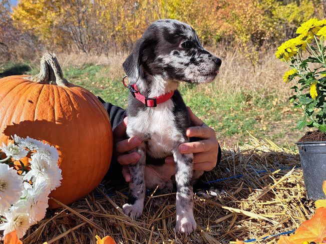 pfotenrettungarn Billie (6)