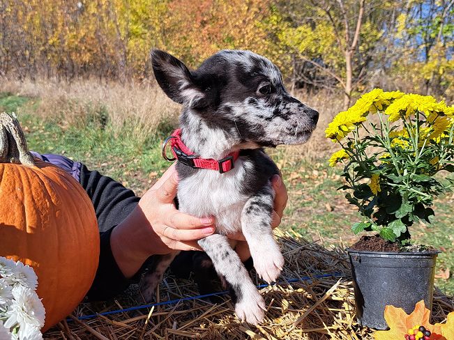 pfotenrettungarn Billie (7)