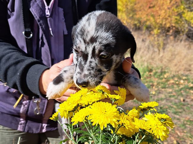 pfotenrettungarn Billie (8)