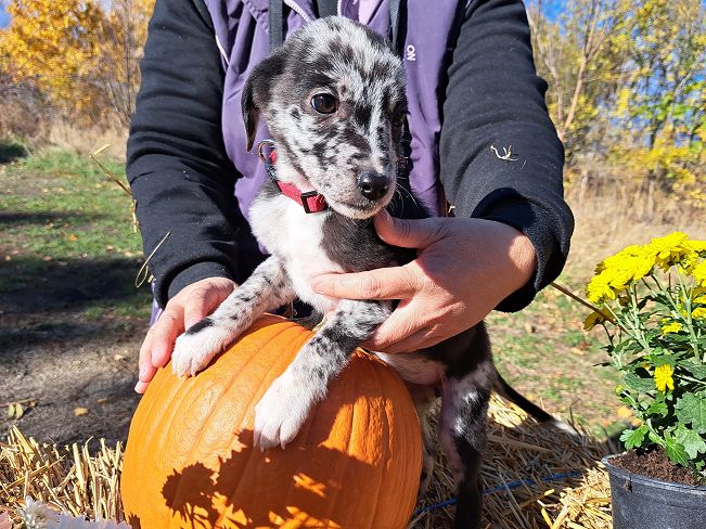 pfotenrettungarn Billie (9)